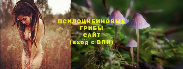 сатива Беломорск