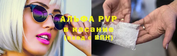 сатива Беломорск