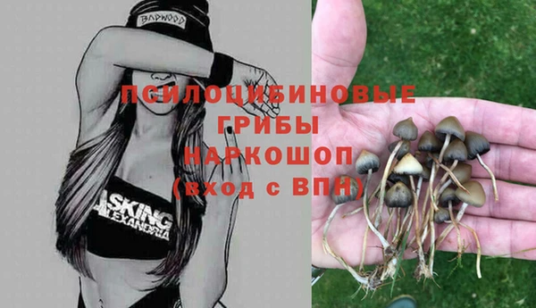 сатива Беломорск